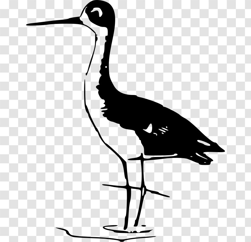 Bird Stilt Wader Clip Art - Seabird - Blueberry Vector Transparent PNG