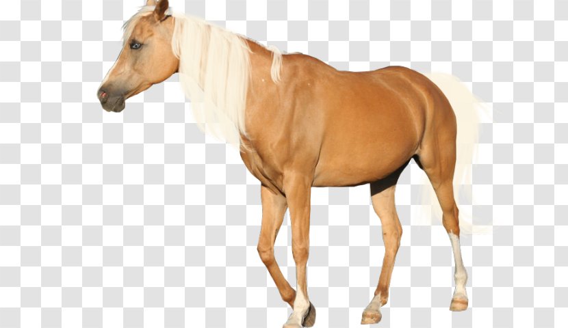 American Paint Horse Appaloosa Mustang Pony Andalusian - Palomino Transparent PNG