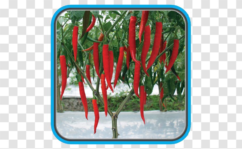 Chili Pepper Crop Bird's Eye Maize Benih - Plant - Vegetable Transparent PNG