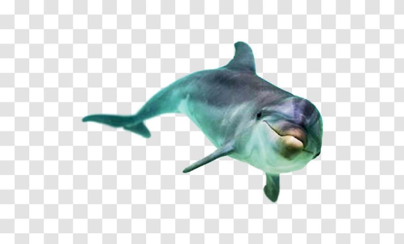 Common Bottlenose Dolphin Stenella Toothed Whale - Cute Transparent PNG