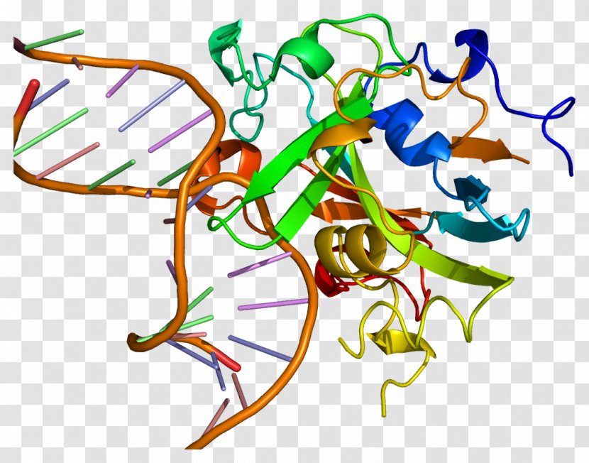 Uracil-DNA Glycosylase DNA-3-methyladenine Gene - Heart - Frame Transparent PNG