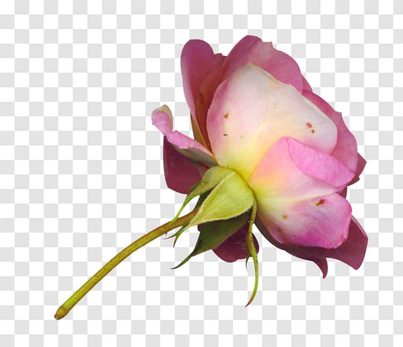 Pink Flowers Background - Plant Stem - Rosa Gallica Rose Order Transparent PNG