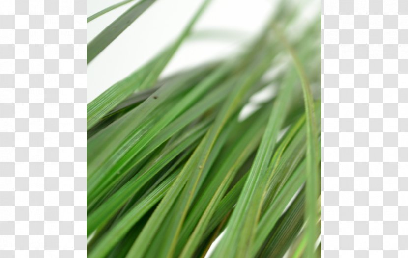 Sweet Grass Wheatgrass Commodity Grasses - Plant Transparent PNG