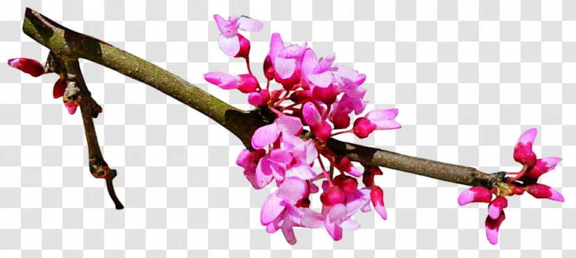 Cherry Blossom Flower Spring - Flowering Plant - Japanese Pink Sakura Transparent PNG