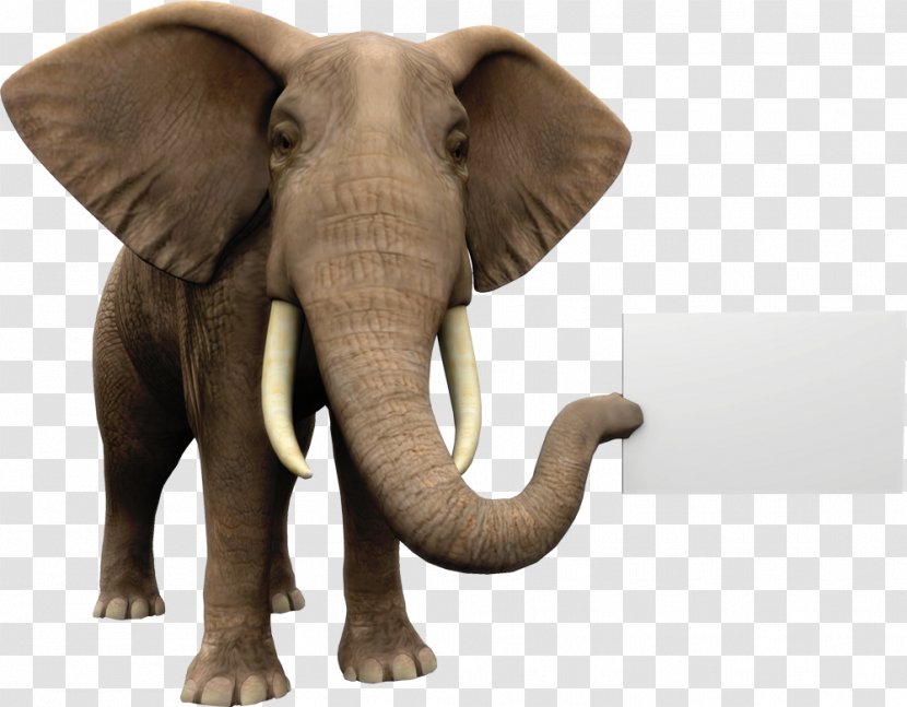 African Elephant Royalty-free Stock Photography Holding Company - Organism - Cute Transparent PNG