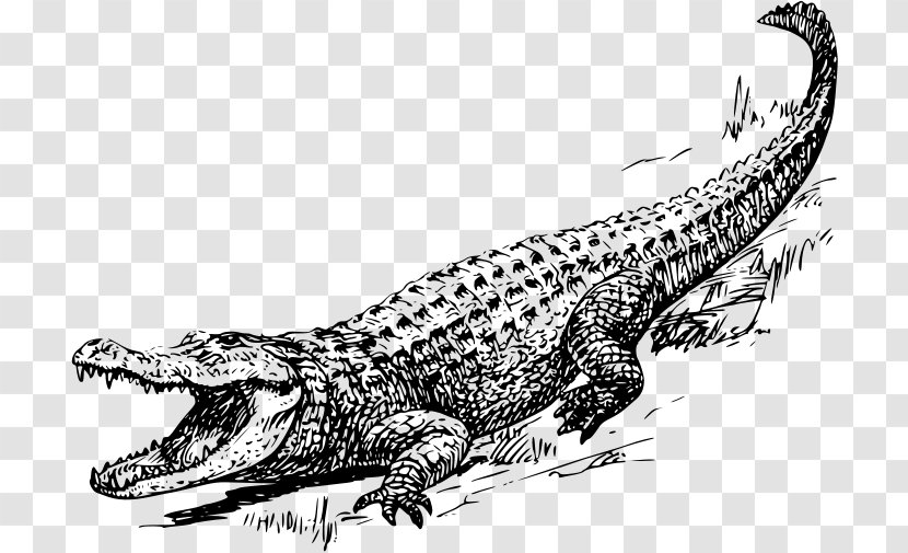 Crocodile American Alligator Chinese Clip Art - Fish Transparent PNG