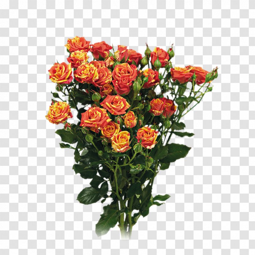 Garden Roses Cut Flowers Floral Design - Chrysanthemum - Flower Transparent PNG