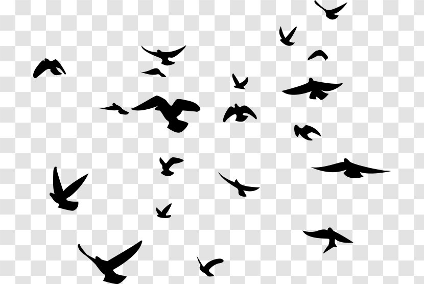 Bird Silhouette American Crow Flock Clip Art Transparent PNG