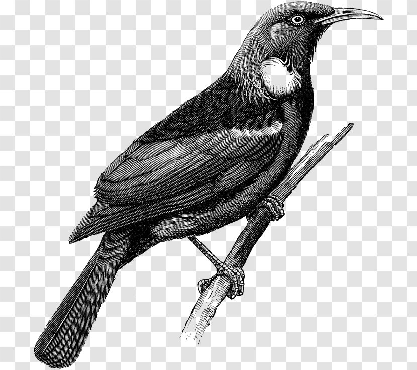 American Crow Drawing Tui New Zealand Vector Graphics - Prosthemadera - Illustration Transparent PNG