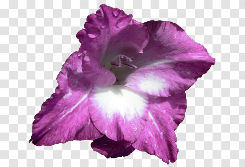 Gladiolus Cut Flowers Iris Family Irises Transparent PNG