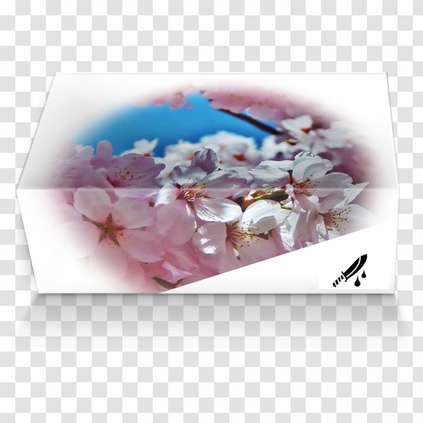 Petal Blossom Floral Design Flower Lilac - Cherry Transparent PNG