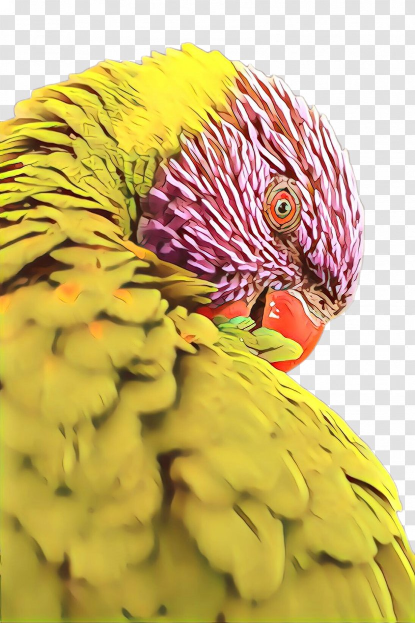 Feather - Bird - Wildlife Macaw Transparent PNG