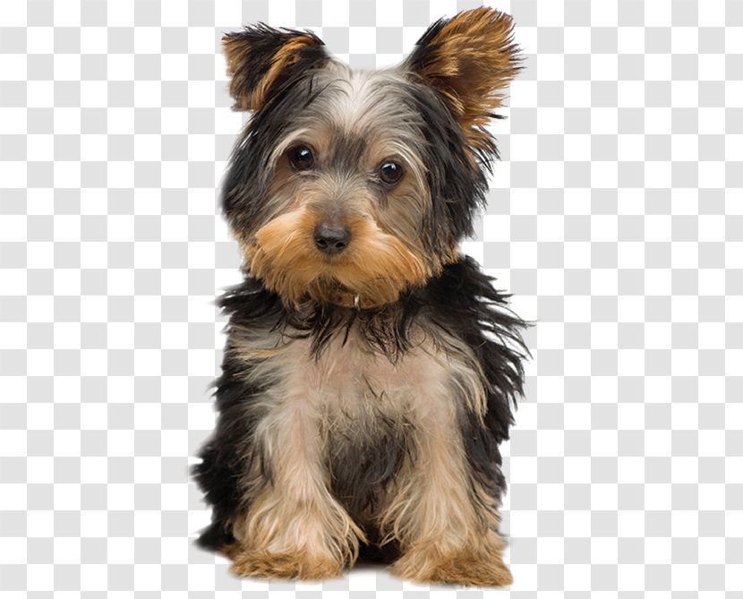 Morkie Yorkshire Terrier Puppy Maltese Dog Breed Transparent PNG