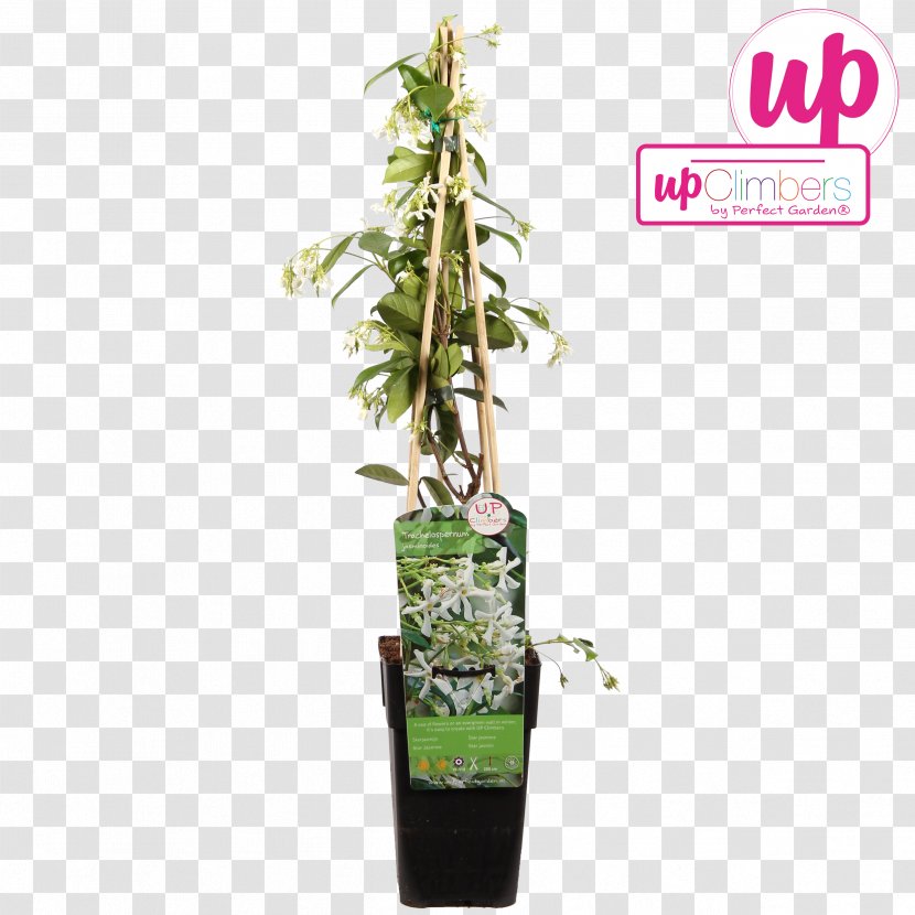 Star Jasmine Vine Common Ivy Houseplant - Bolcom Transparent PNG