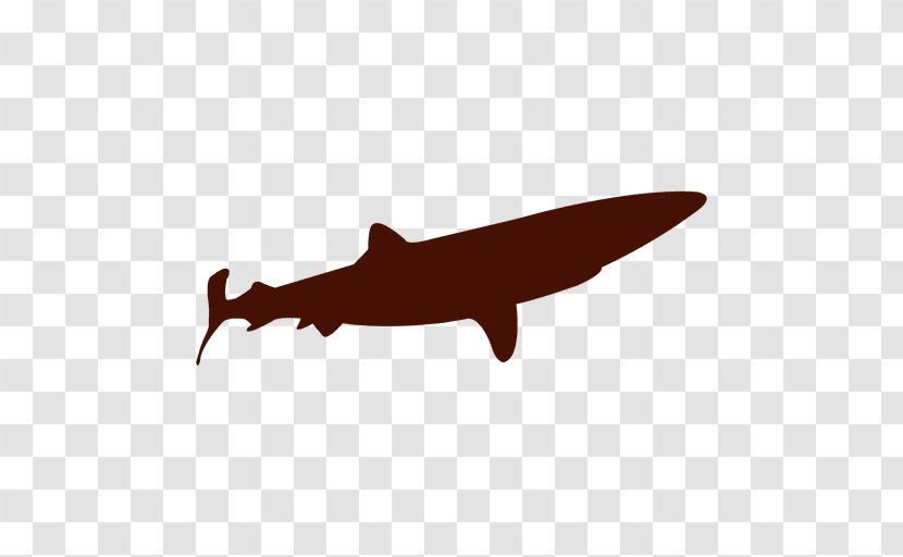 Shark - Drawing - Fauna Transparent PNG