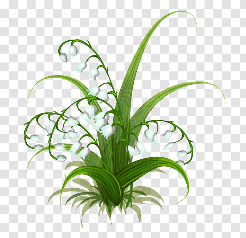 Lily Of The Valley Flower - Floral Design - Flowers Transparent PNG