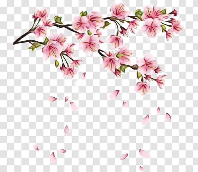 Cherry Blossom - Flowering Plant Branch Transparent PNG