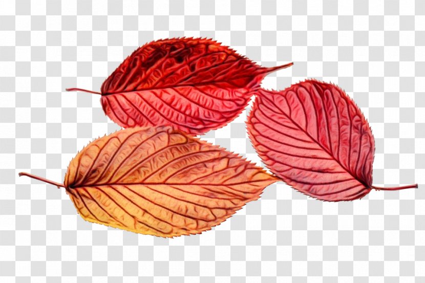 Autumn Tree - Thread - Flower Transparent PNG