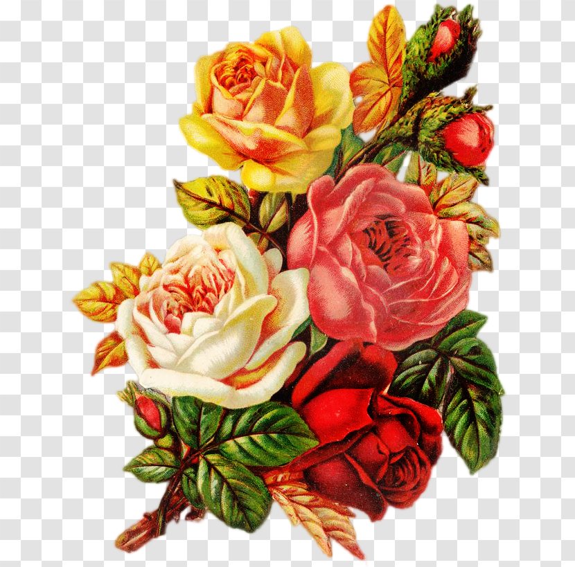 Garden Roses Centifolia Flower Clip Art - Rose Transparent PNG