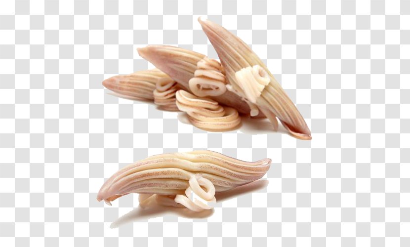 Oegopsina Download - Software - Argentine Squid Juice Claw Transparent PNG