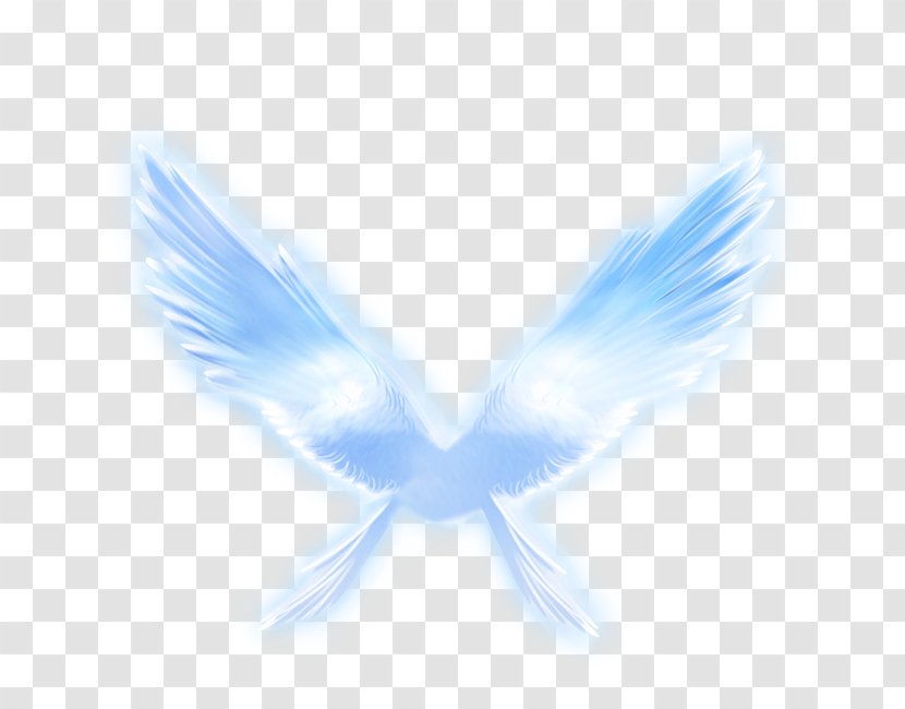Wing - Gratis - Angel Wings Transparent PNG