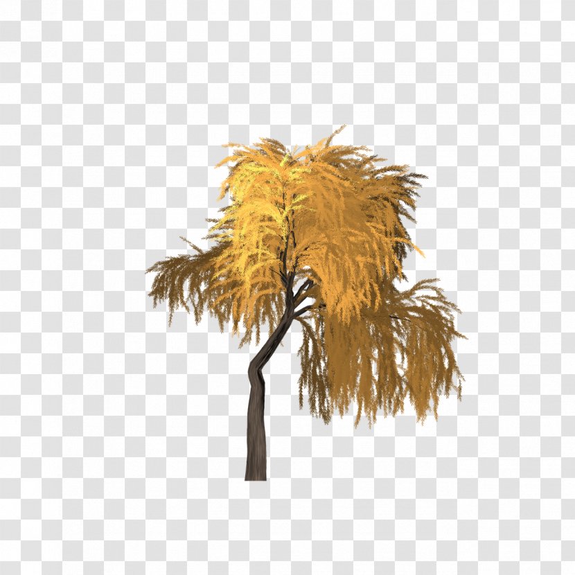 Asian Palmyra Palm Date Borassus - Tree - Willow Transparent PNG