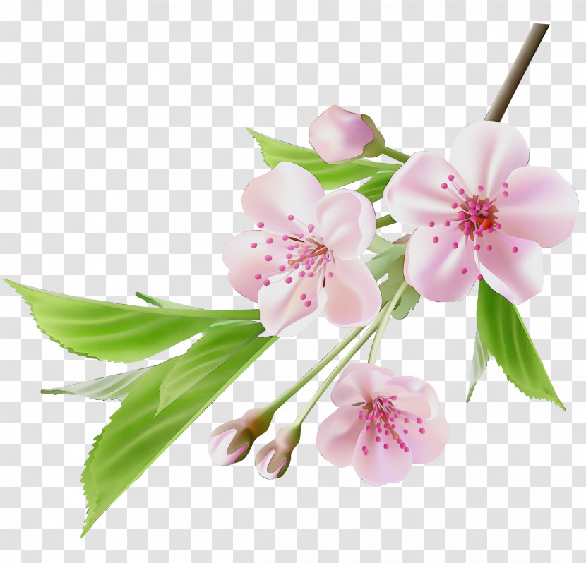 Cherry Blossom Transparent PNG