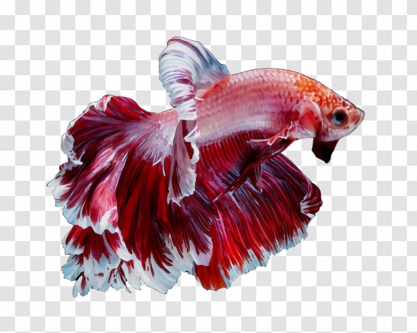 Red Pink Bird Parrot Tail - Watercolor - Paint Transparent PNG