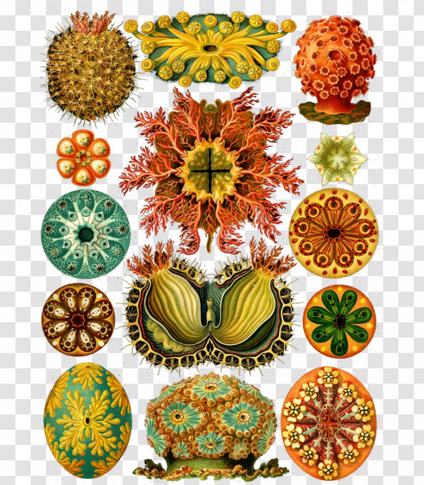 Art Forms In Nature Haeckel's From The Ocean CD-ROM And Book Recapitulation Theory - Artist - Anemone Transparent PNG
