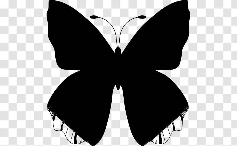 Butterfly Design - Symmetry - Brushfooted Swallowtail Transparent PNG