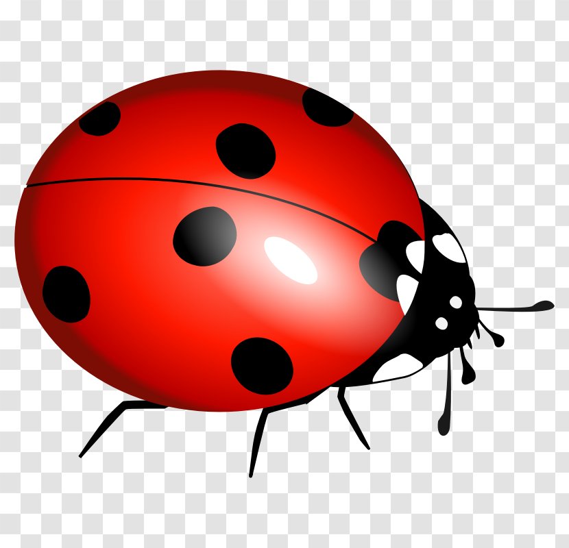 Ladybird Beetle Clip Art - Insect Transparent PNG