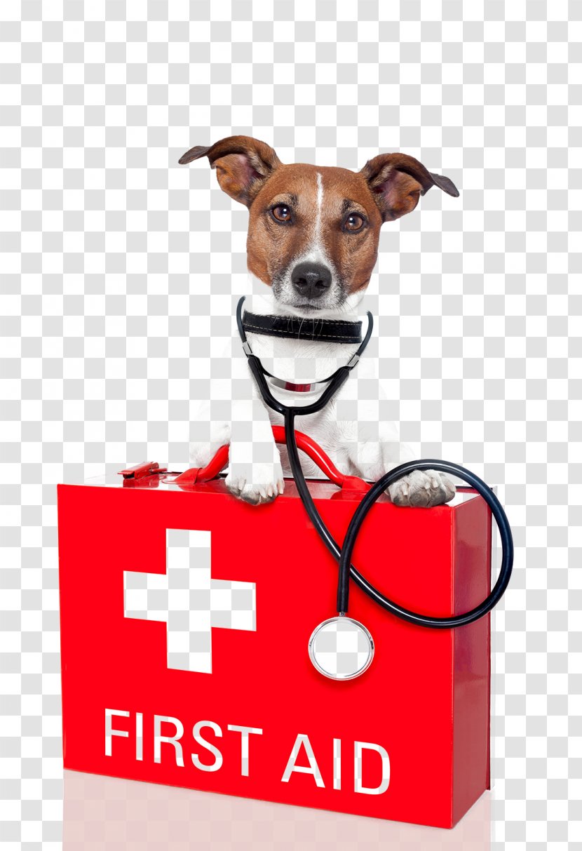 Dog Pet First Aid Kit - Lying On The Puppy HD Picture Transparent PNG