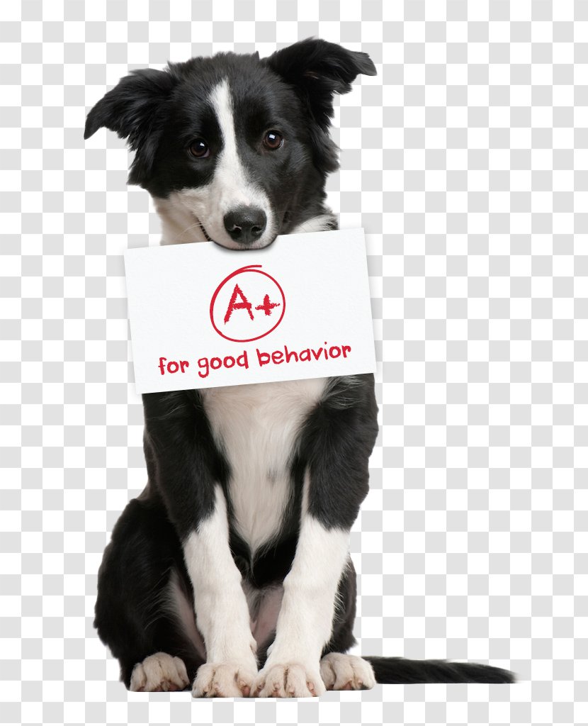 Border Collie Pet Sitting Puppy German Shepherd Cat - The Dog Poster Transparent PNG