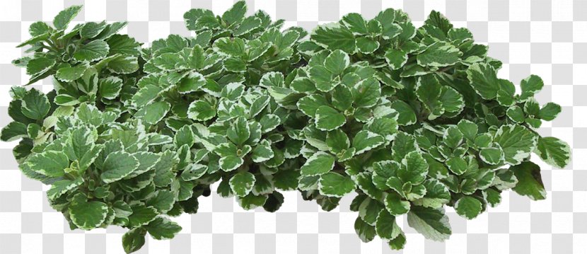 Shrub Plant Flower - Spinach Transparent PNG