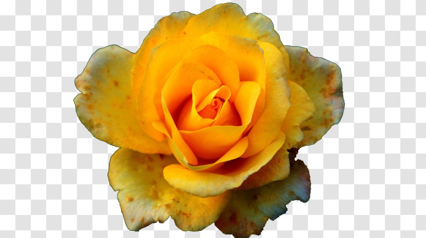 Rosa Chinensis Garden Roses Yellow Pink - Rose Flower Transparent PNG