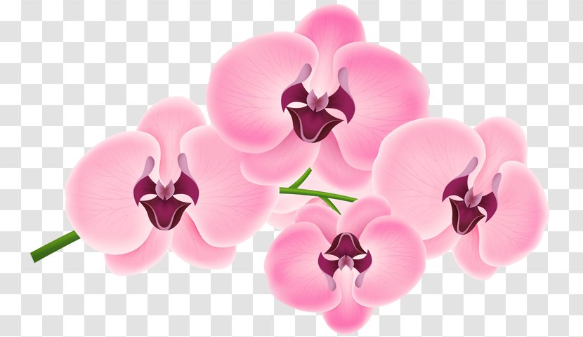 Moth Orchids Pink M Teller - Lilac - Stone Pillar Transparent PNG