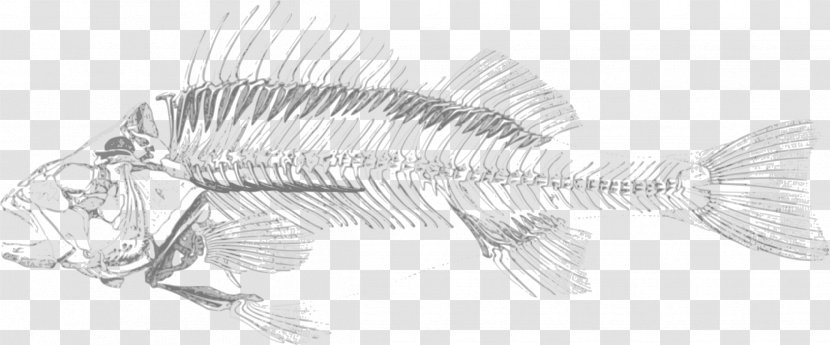 Fish Bone Skeleton Bony Fishes Clip Art - Line - Sketch Transparent PNG