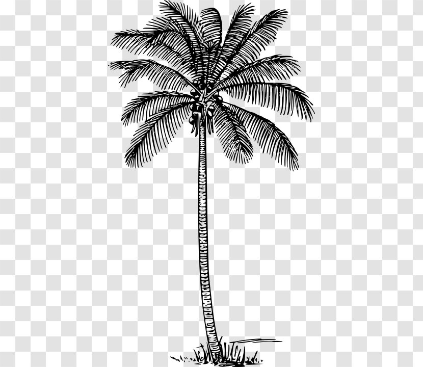 Clip Art Coconut Vector Graphics Palm Trees Drawing - Vesak Nucifera Transparent PNG