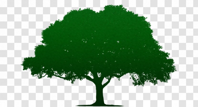 Tree Image Oak Clip Art - Silhouette Transparent PNG