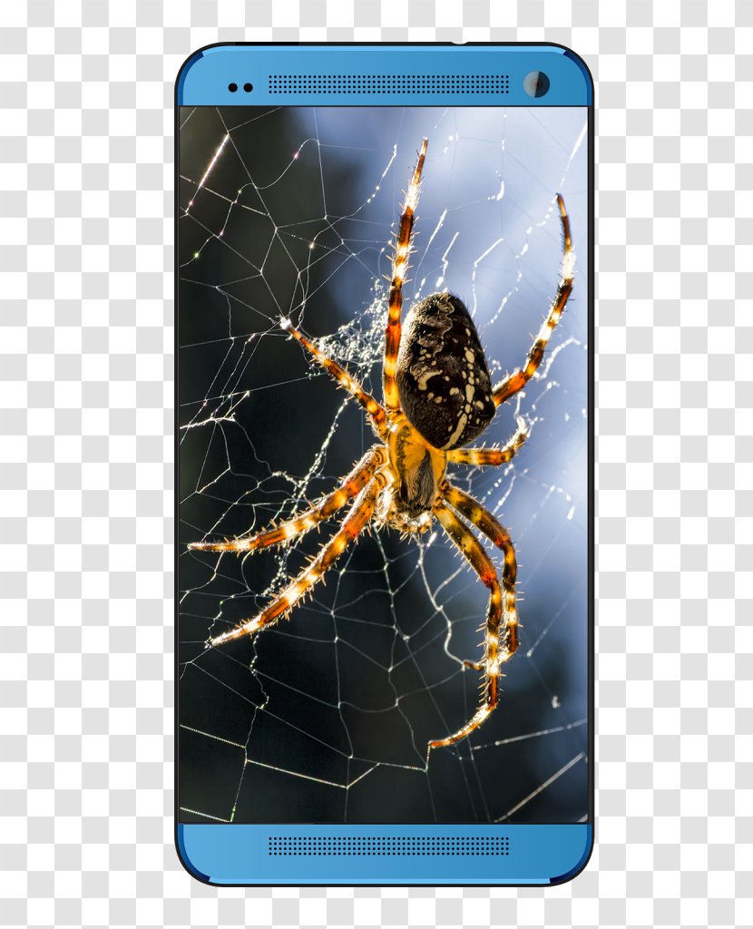 European Garden Spider Barn Web Close-up Transparent PNG