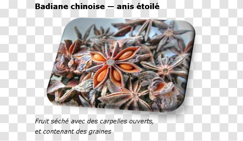 Spice Star Anise Auglis Plant - Illicium Verum Transparent PNG