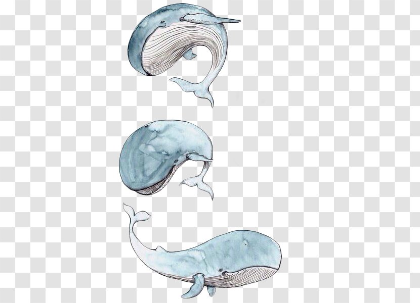 Cetacea Drawing Watercolor Painting Paper Sketch - Fish - Art Transparent PNG