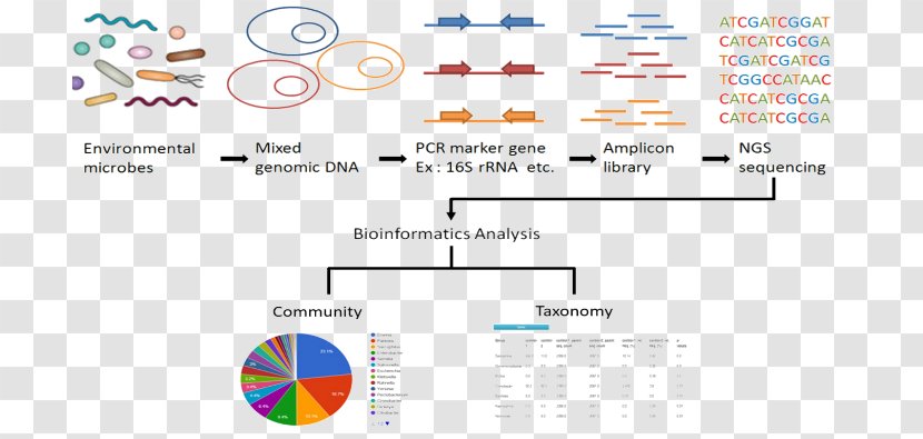 16S Ribosomal RNA Metagenomics Sequencing - Dna - Brand Transparent PNG