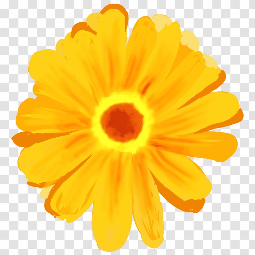 Transvaal Daisy Njardvik Illustration Image Noaidea - Flower - Fool Transparent PNG