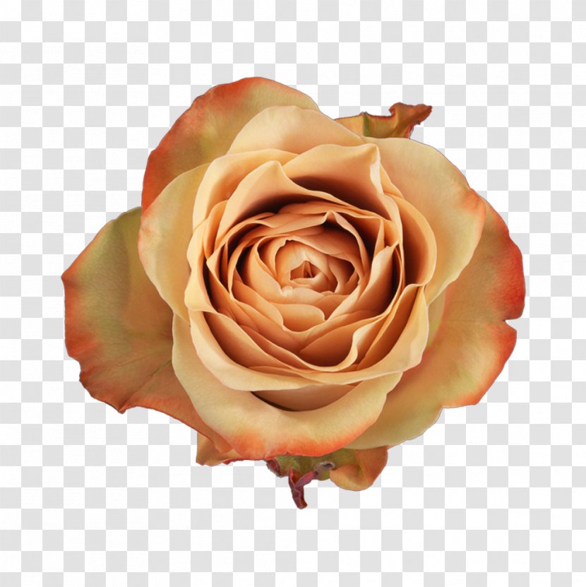 Garden Roses Cabbage Rose Floribunda Salvador De Padreiro Cappuccino - Capuccino Transparent PNG