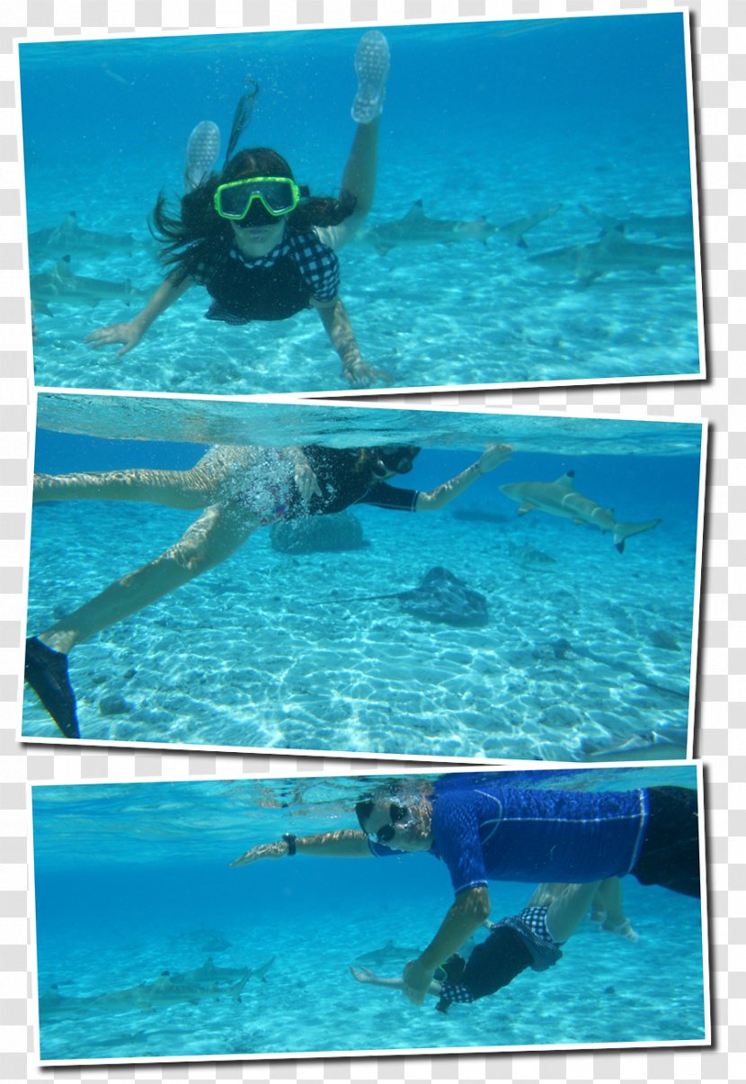 Snorkeling Marine Mammal Sea Biology Swimming Pool - Vacation Transparent PNG