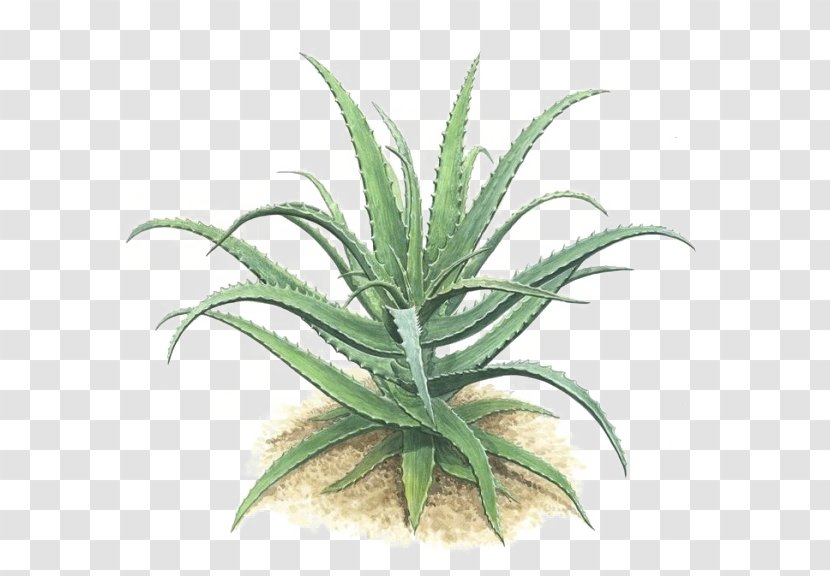 Aloe Vera Plant Green Gel - Flowering Transparent PNG