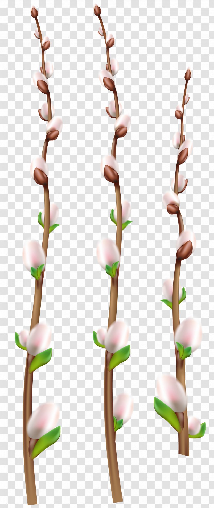 Twig Clip Art - Rose - Willow Transparent PNG