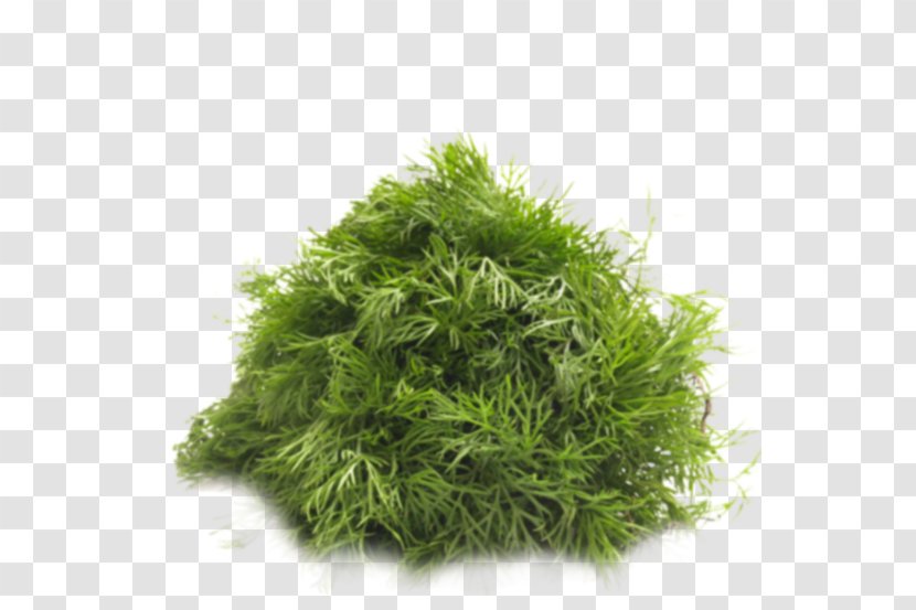 Dill Spice Vegetable Herb Parsley - Fines Herbes Transparent PNG