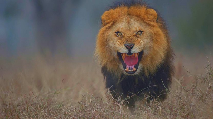 Pakistan Lion Photographer Tiger - Safari Transparent PNG